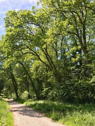 k-19-2019-06-Radltour-Forstenrieder-Park