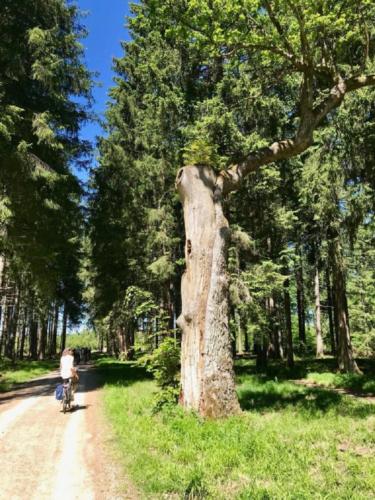 k-20-2019-06-Radltour-Forstenrieder-Park